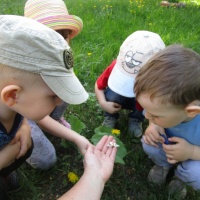 Конспект наблюдения за бабочкой на прогулке с детьми младшей группы