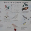 Экологический проект «Поможем птицам зимой»