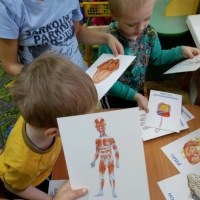 Конспект занятия по познавательному развитию с детьми 4–5 лет средней группы «Органы человека»