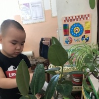 Конспект НОД «Наблюдение и уход за комнатными растениями» во второй младшей группе