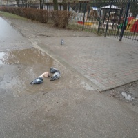 Организовать наблюдение за поведением птиц на территории детского сада рассмотреть их чем они заняты пока нет листвы на деревьях их можно хорошо рассмотреть