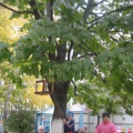 Наблюдение за деревьями на участке детского сада (фотоотчет)