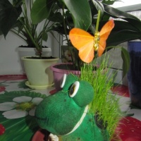 Děti s velkým zájmem sledují proces růstu trávy a aktivně se zapojují do péče o ni.