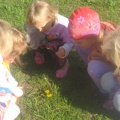 Фотоотчет «Как дети наблюдали за насекомыми и цветами на участке детского сада»