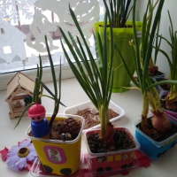 Фотоотчет «Огород на окне» в группе детского сада