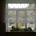 Фотоотчет. Мини-огород на окне «Деревня Грядкино»