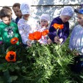 Детям нравятся цветы Летом появляется возможность наблюдать с детьми за цветами