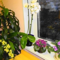 Фотоотчёт ко Дню комнатных растений на МAAM