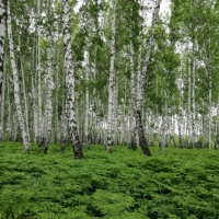 Фотоочерк «Красота уходящей весны в Сибири» (реализация регионального компонента)