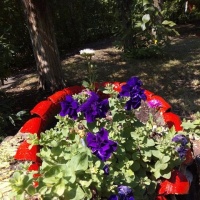 Фотоотчет о Дне клумб и цветников на МAAM «Дети и цветы»