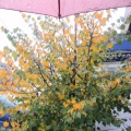 Осень-самая красивая пора времени года  (эссе с фотозарисовкой)