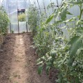Так здорово видеть как из маленького росточка развивается и крепнет капуста