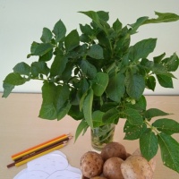 Конспект НОД по познавательному развитию «Знакомство с картофелем» в первой младшей группе