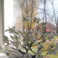 Поделка «Цветущая яблоня»