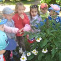 «Волшебный мир цветов» на участке детского сада