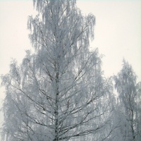 Что такое ягодный микс. Смотреть фото Что такое ягодный микс. Смотреть картинку Что такое ягодный микс. Картинка про Что такое ягодный микс. Фото Что такое ягодный микс