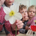 Все о цветах Цветы