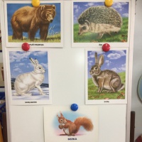Конспект занятия по познавательному развитию детей в старшей группе «Как зимуют животные: волк, лиса, ёж и медведь»