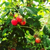 Фотоочерк «Ароматная ягода малина»