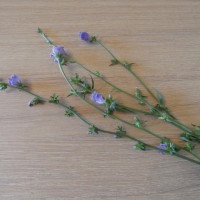 Букет полевых цветов собранных спозаранку может стать приятным сюрпризом для родных и близких членов семьи а так же украшением любого интерьера