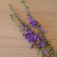 Такой букет легко собрать на даче во время прогулки в лесу или на лугу
