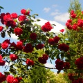 После зимнего мороза и холодной весны распустились снова розы восхитительной красы. Фотозарисовка