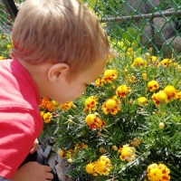 Конспект познавательной прогулки «Наблюдение за цветущими растениями клумб»