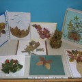 Выставка детских творческих работ «Чудеса из осенних листьев»