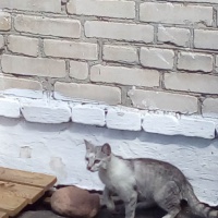 Фотоотчет «Наблюдение за кошкой с котятами на прогулке»