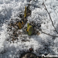 Фотозарисовка «Природа просыпается»