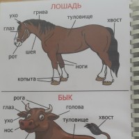 Ежедневно дети познают все новые и новые предметы стремятся узнать не только их названия но и черты сходства задумываются над простейшими причинами наблюдаемых явлений