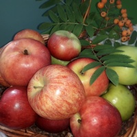 Фотоотчет «Яблочный спас» в старшей группе