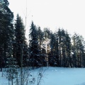 Гуляя мы закрепляли знания о характерных особенностях природы зимой проявили заботу и бережное отношение к растениям животным