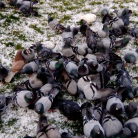 Экологический проект «Зимующие птицы»