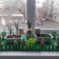 Фотоотчет о проекте «Огород на окне»