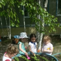 Познавательный проект «Выращиваем редис» для младших дошкольников. Часть 2