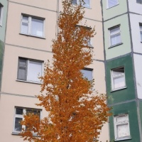 detsad 559146 1634059723 ΠΠ°ΠΊ ΠΊΡΠ°ΡΠΈΠ²ΠΎ ΡΠΊΡΠ°ΡΠΈΡΡ ΠΎΠΊΠ½Π° ΠΎΡΠ΅Π½ΡΡ