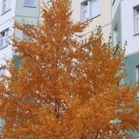 detsad 559146 1634062193 ΠΠ°ΠΊ ΠΊΡΠ°ΡΠΈΠ²ΠΎ ΡΠΊΡΠ°ΡΠΈΡΡ ΠΎΠΊΠ½Π° ΠΎΡΠ΅Π½ΡΡ