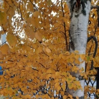 detsad 559146 1634062454 ΠΠ°ΠΊ ΠΊΡΠ°ΡΠΈΠ²ΠΎ ΡΠΊΡΠ°ΡΠΈΡΡ ΠΎΠΊΠ½Π° ΠΎΡΠ΅Π½ΡΡ