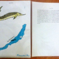 Фотоотчёт о занятии по рисованию с детьми 5–7 лет «Как мы рисовали книжку-малышку «Байкальский заповедник»