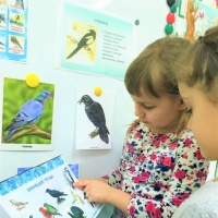 Конспект непосредственно-образовательной деятельности по ФКЦМ для старшего дошкольного возраста «Зимующие птицы»