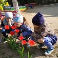 Фотоотчет о наблюдении старших дошкольников за цветами