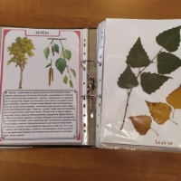 Как собрать гербарий из растений и листьев