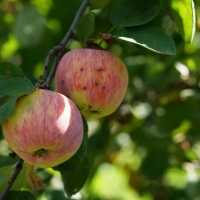 Стихотворение «Яблочный Спас»