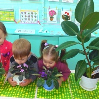 Фотоотчет о трудовой деятельности детей второй младшей группы «Уход за растениями уголка природы»