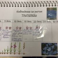 Конкурс проводился в несколько этапов