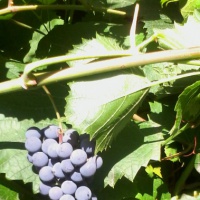 Целевая прогулка «Наблюдение за виноградом»