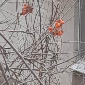выставка яблочный спас в доу. Смотреть фото выставка яблочный спас в доу. Смотреть картинку выставка яблочный спас в доу. Картинка про выставка яблочный спас в доу. Фото выставка яблочный спас в доу