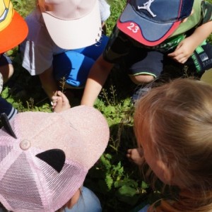 Фотоотчет «Изучение трав» (младшая и средняя группы)