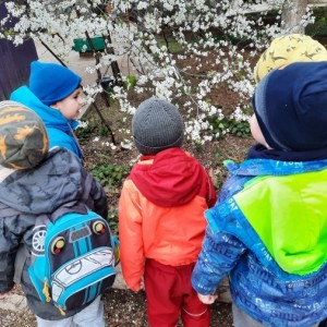 Конспект прогулки со сравнительным наблюдением за цветущими деревьями с детьми средней группы